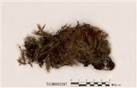 藏品(檜苔屬)的圖片